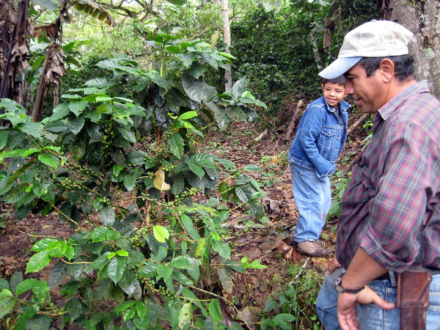 Coffee growing in Nicaragua