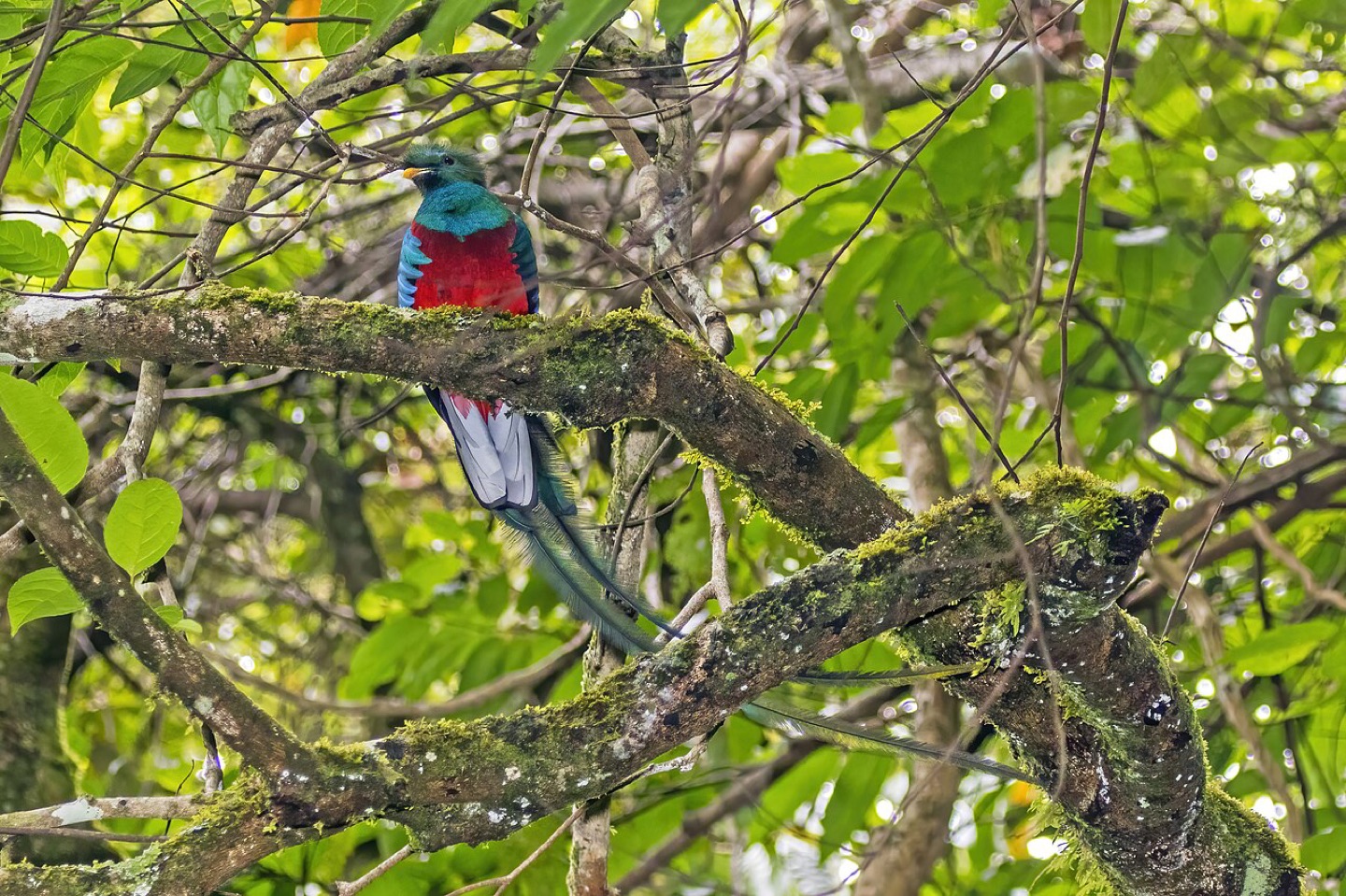 A resplendent quetzal in Panama