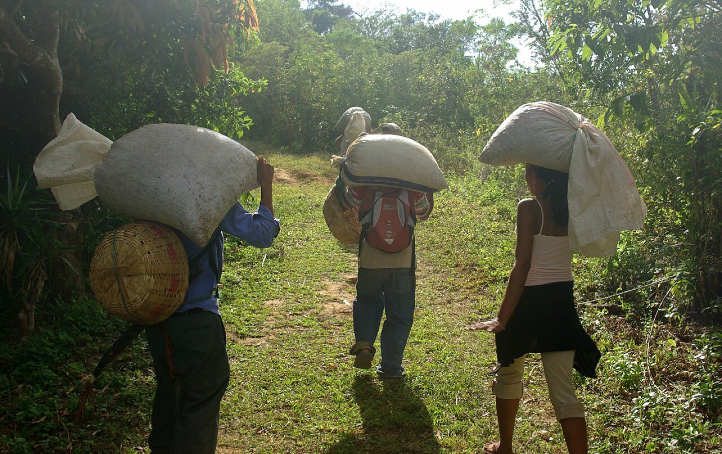 Coffee production in El Salvador