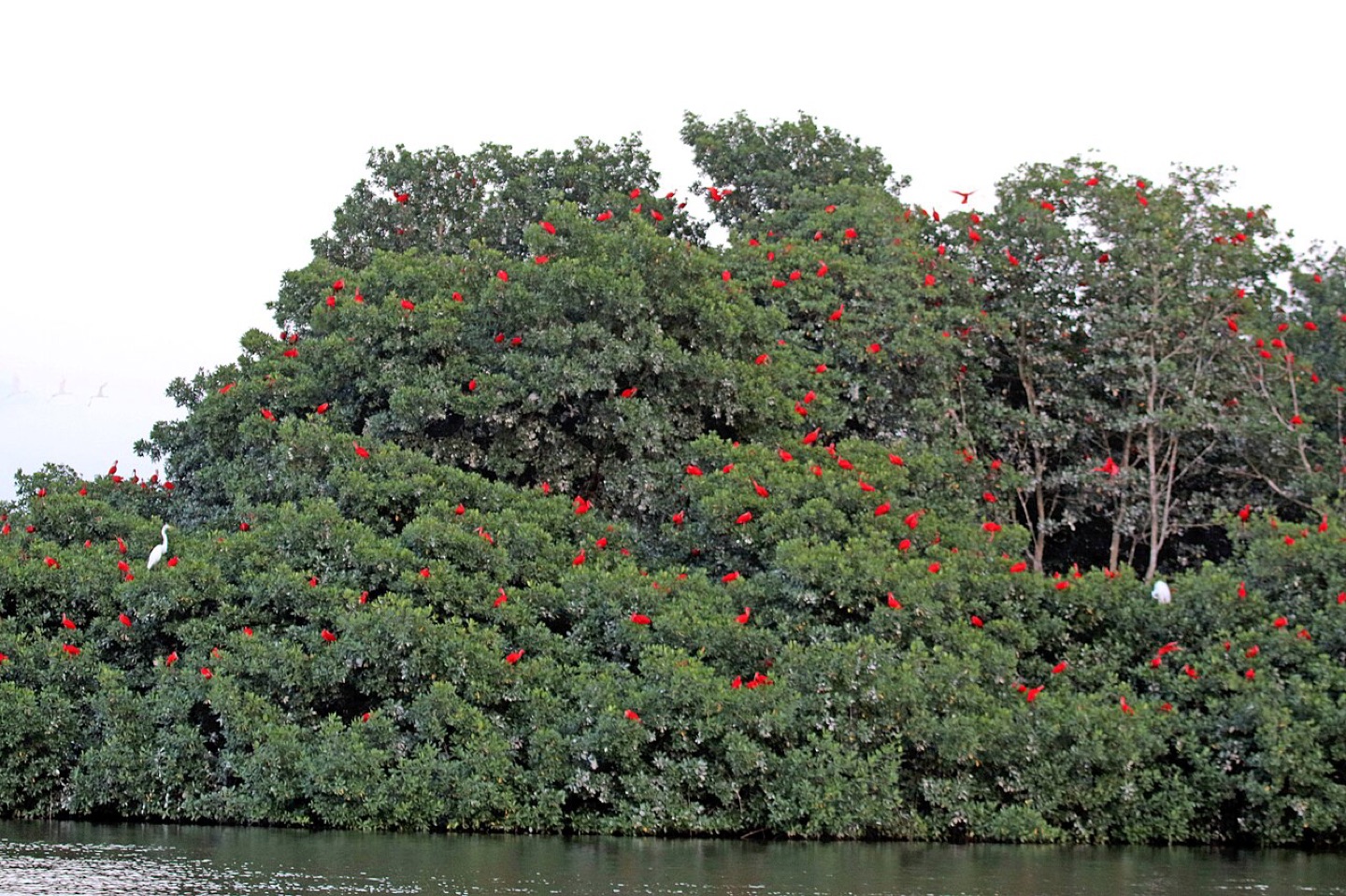 Scarlet ibises roosting in Trinidad’s Caroni Swamp