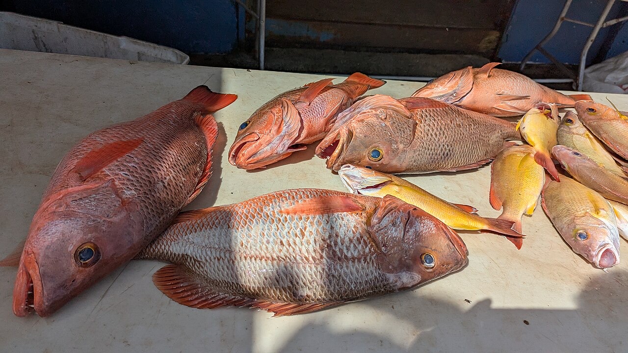 Fish sold at a market in Kolonia, Federated States of Micronesia