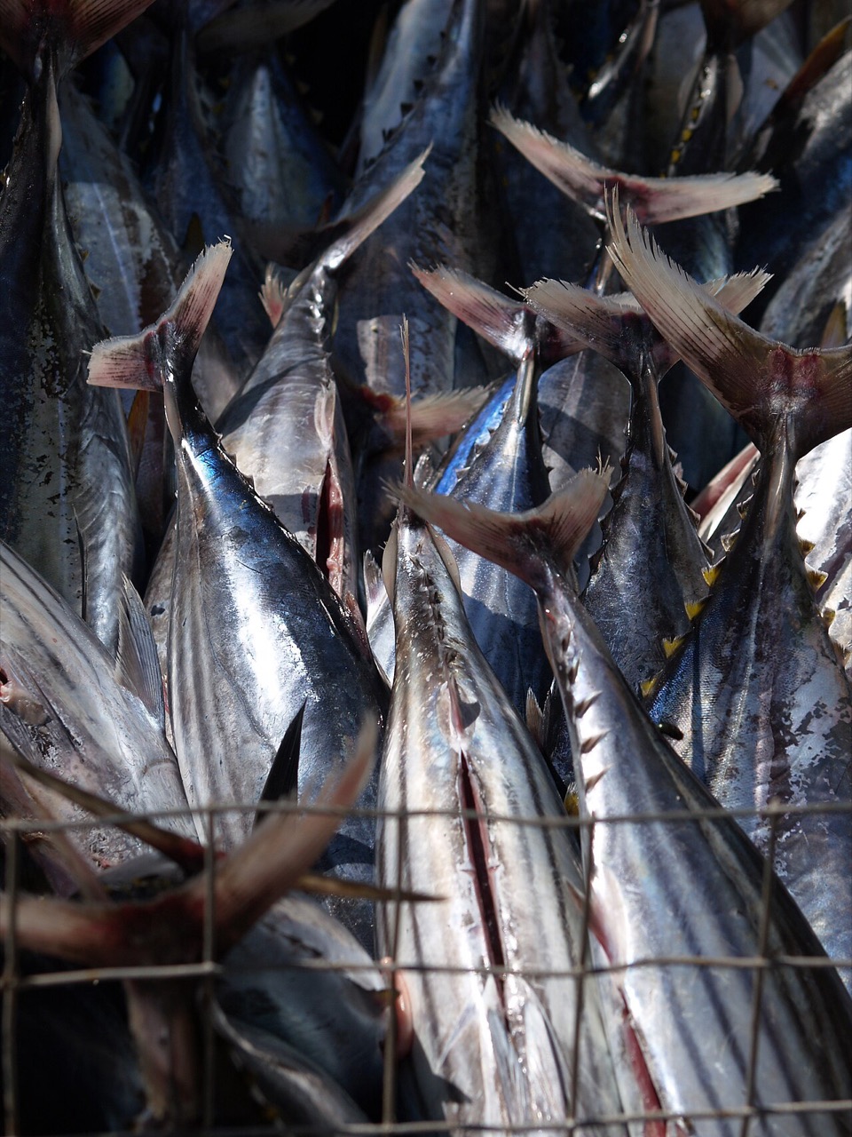 Fishing in Kiribati