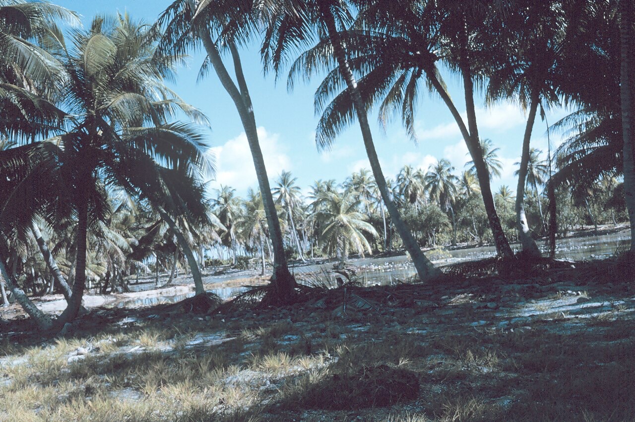 A coconut grove on Tabuaeran, Kiribati
