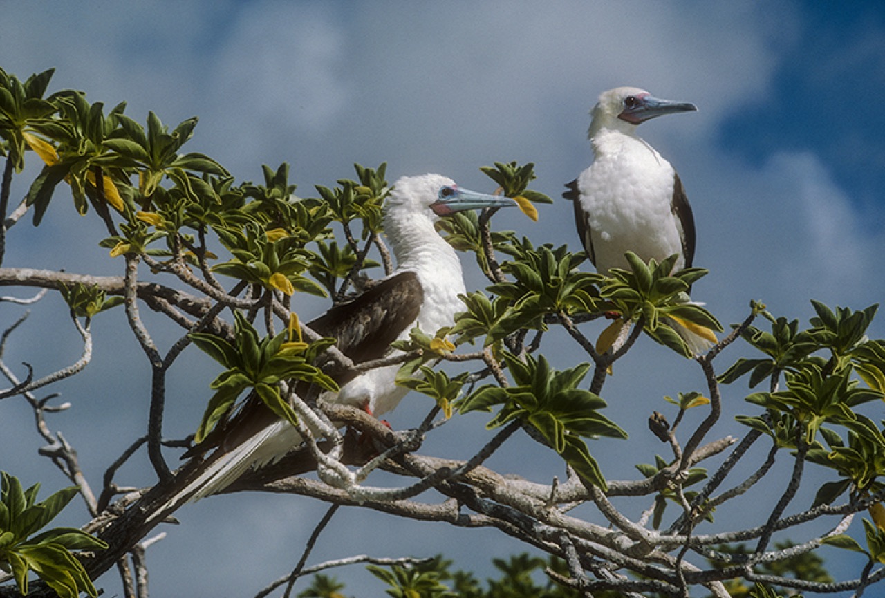 Red-footed boobies on Kiritimati, Kiribati