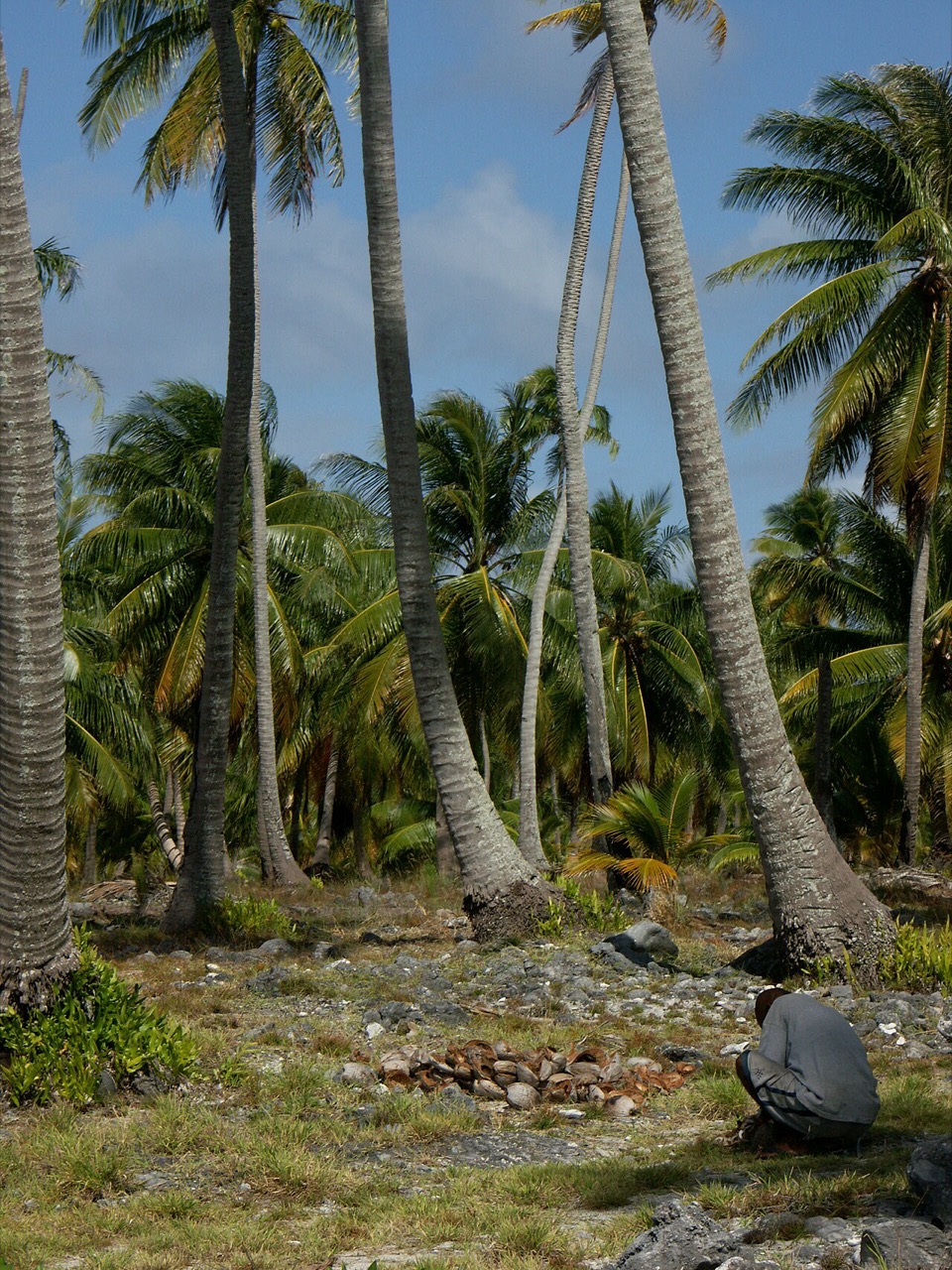 A coconut plantation in the Marshall Islands