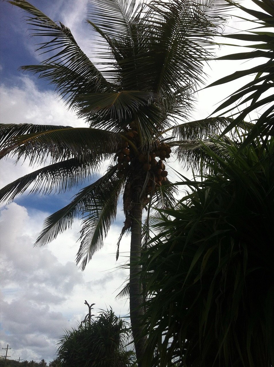 A coconut palm in Nauru