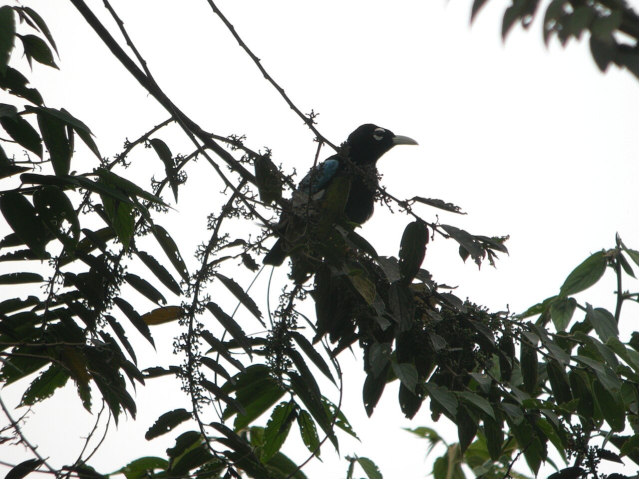 A blue bird-of-paradise, Papua New Guinea