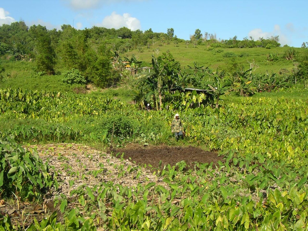 A taro patch in Palau