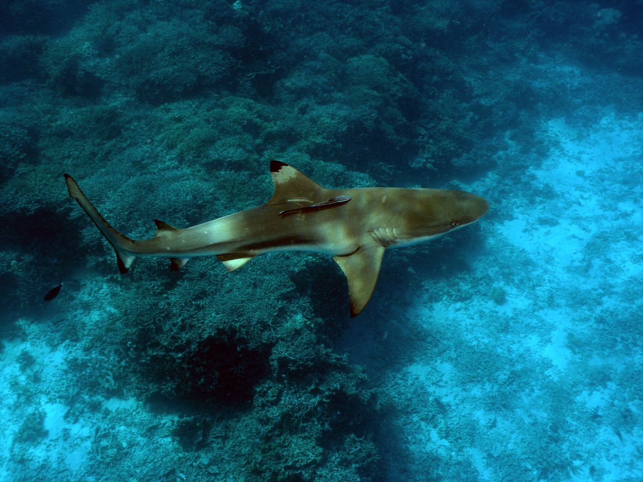 A blacktip reef shark in Solomon Islands waters