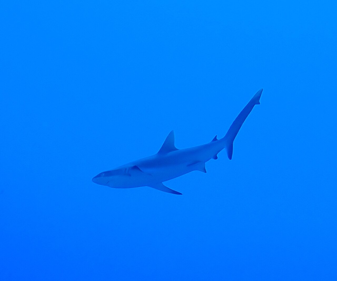 A grey reef shark in Tuvalu waters