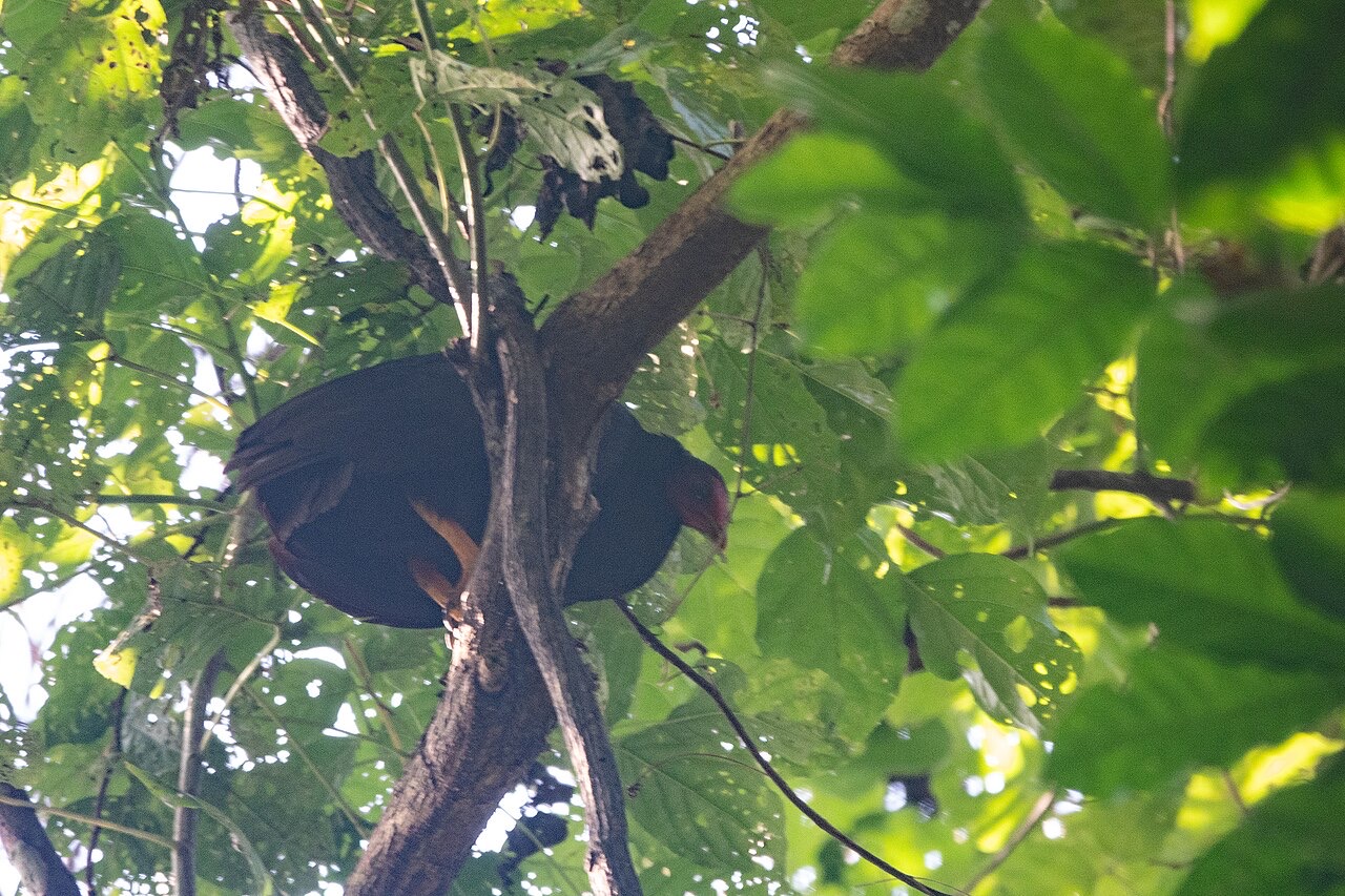 A Vanuatu megapode