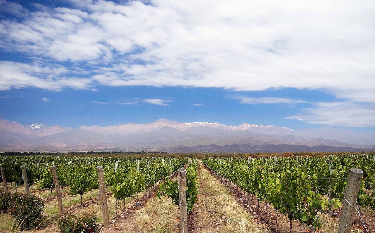 Vineyards in Mendoza, Argentina