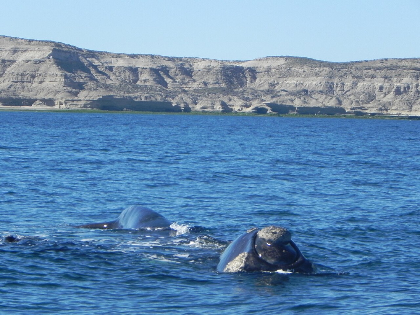A southern right whale off Península Valdés in Argentina