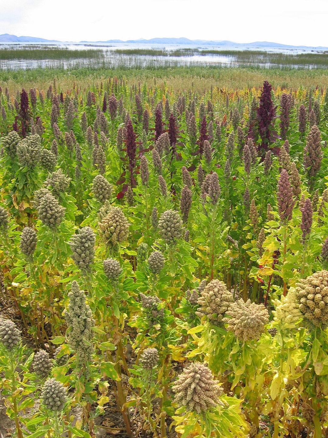 Quinoa fields beside Lake Titicaca at Cachilaya, Bolivia