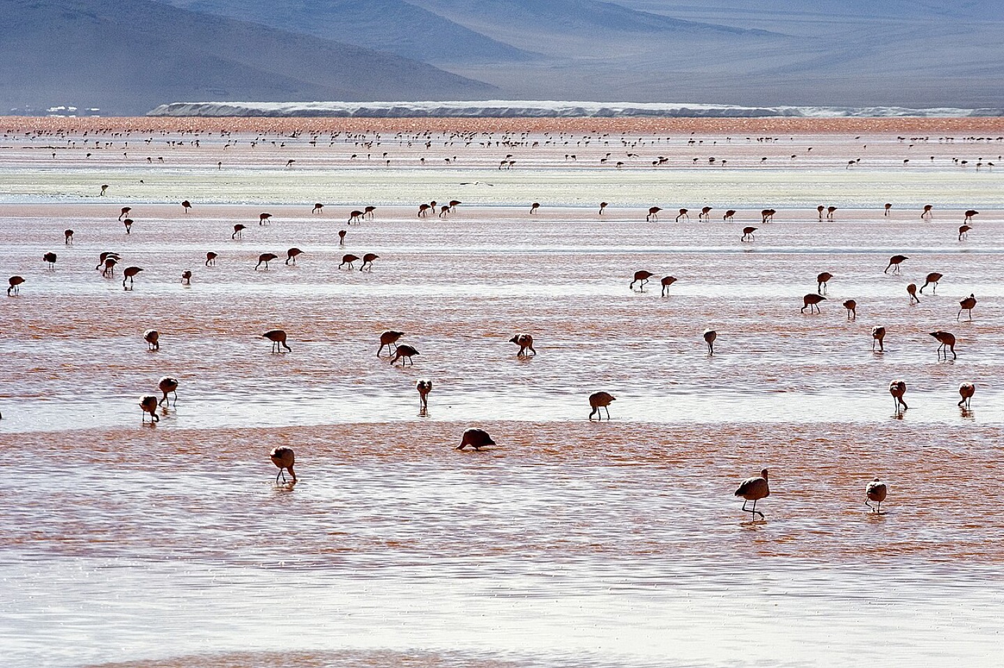 Andean flamingos at Laguna Colorada, Bolivia