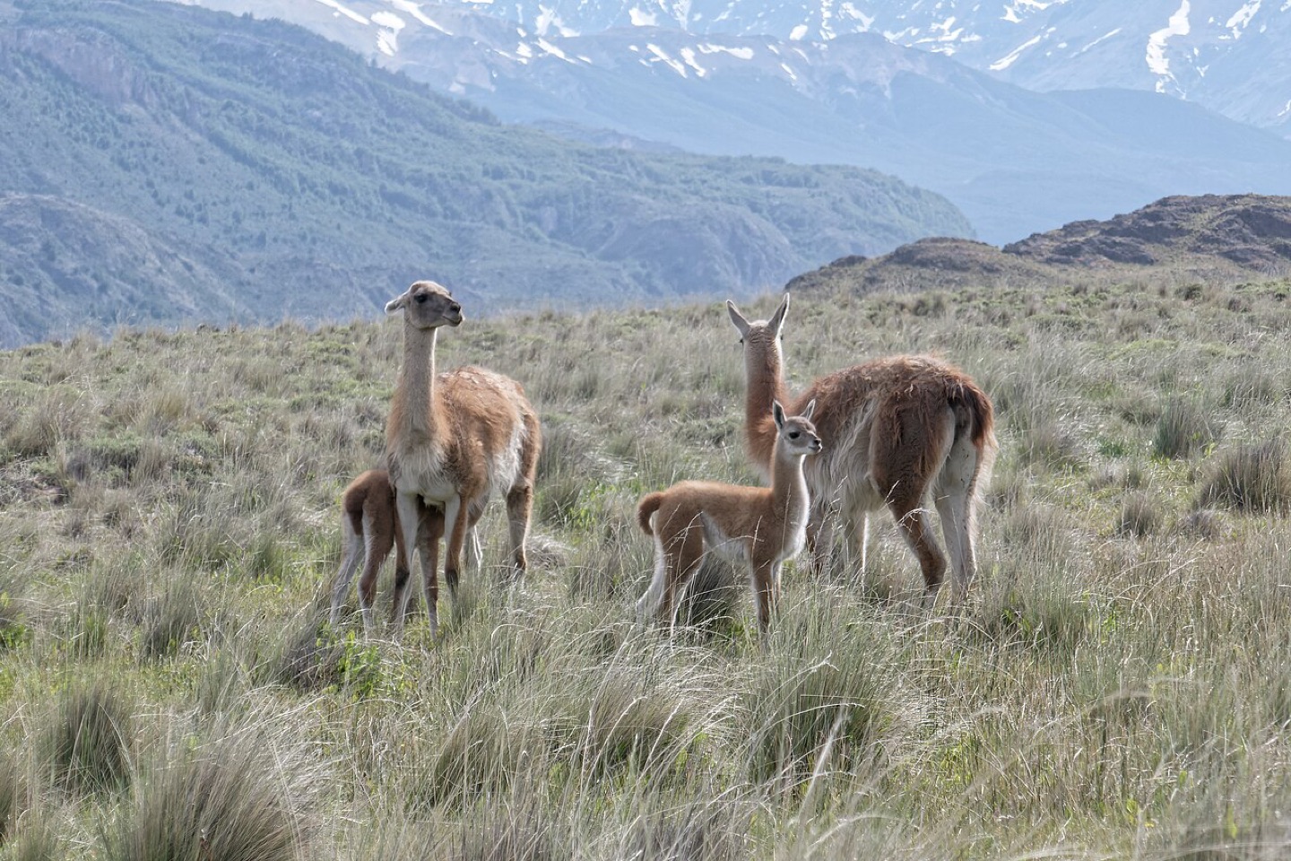 Guanacos in the Chacabuco Valley in Chilean Patagonia