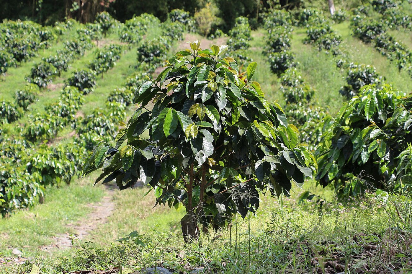 A coffee tree at Hacienda Guayabal in Colombia