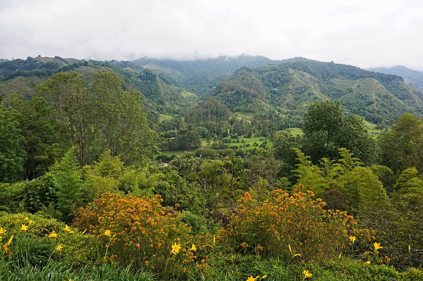 The Cocora Valley in Colombia