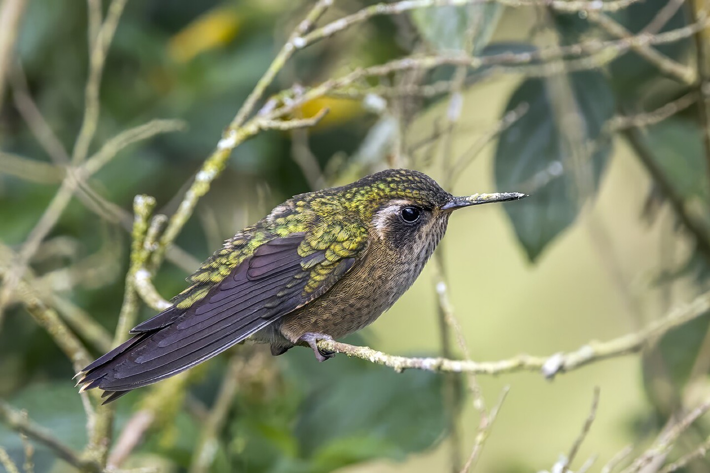 A speckled hummingbird in Cundinamarca, Colombia