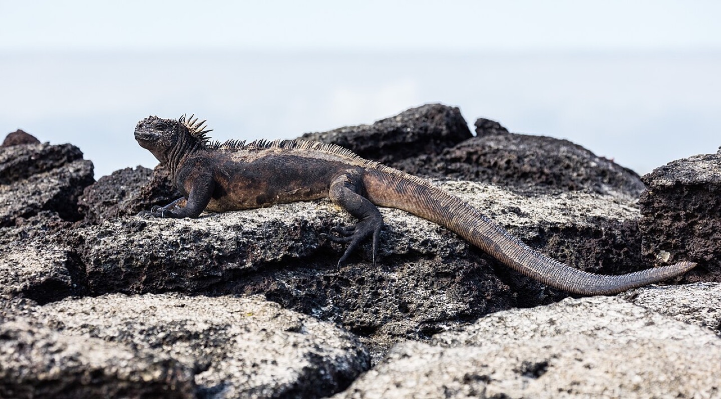 A marine iguana on Santa Cruz Island in the Galápagos, Ecuador