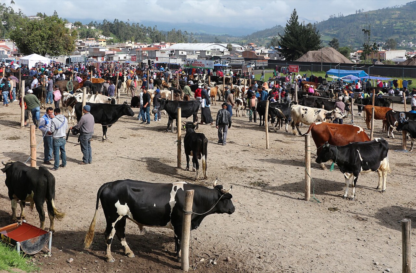 The livestock market in Otavalo, Ecuador