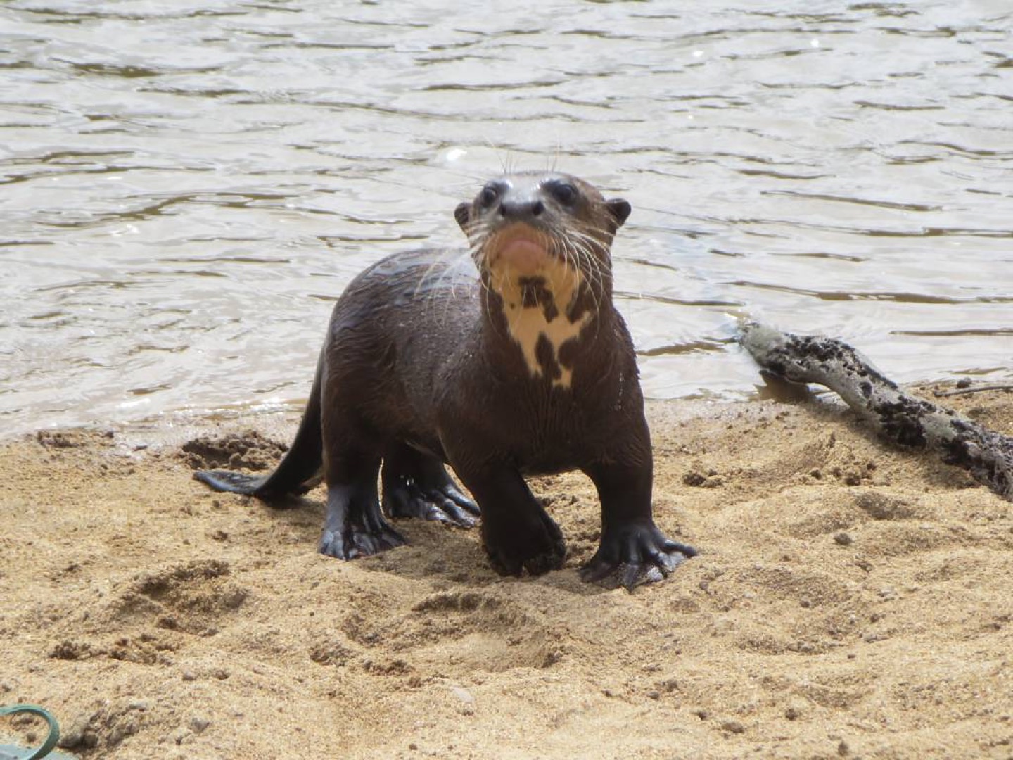 A giant river otter on Guyana’s Rupununi River