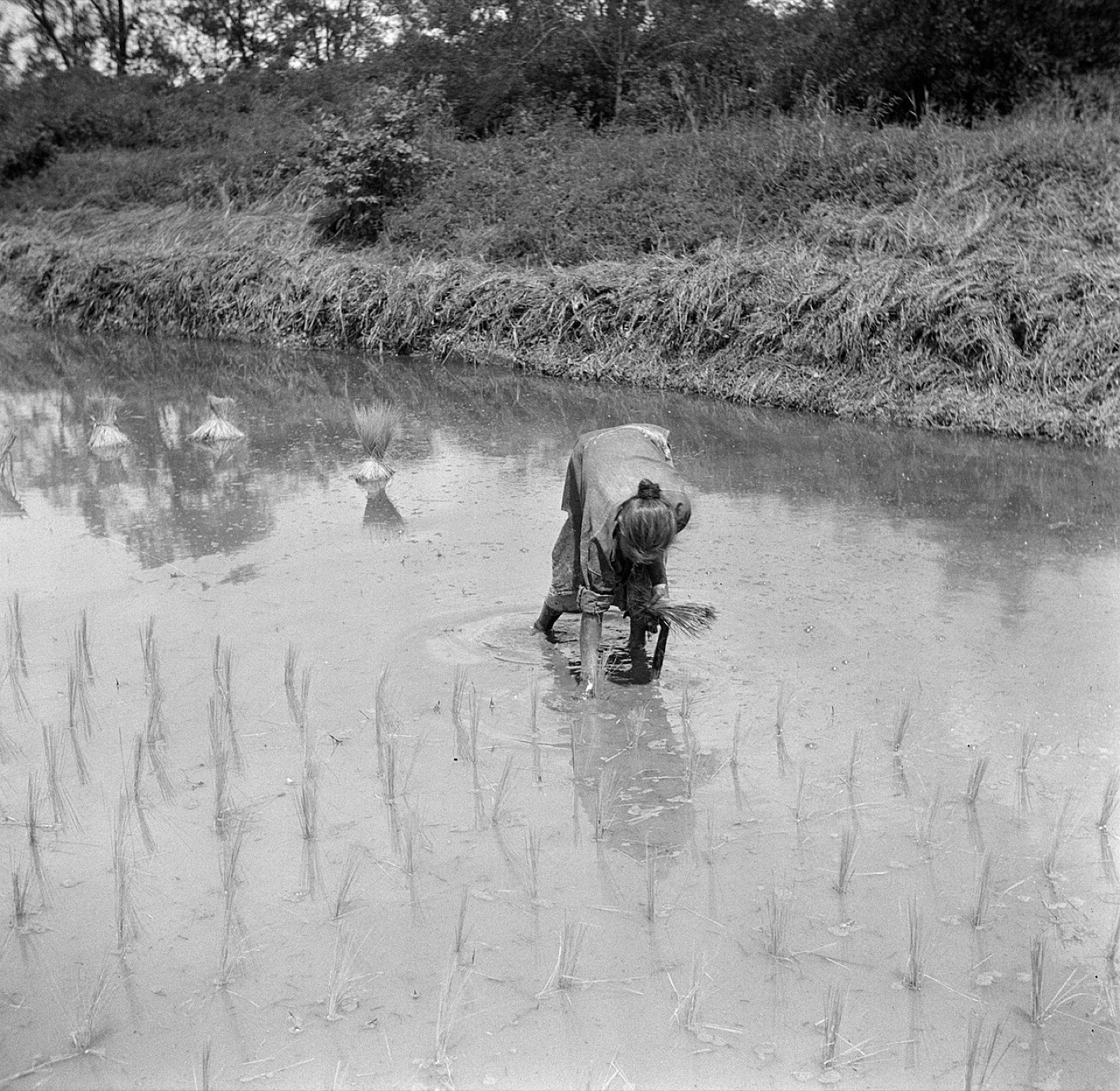 Rice growing in Commewijne, Suriname