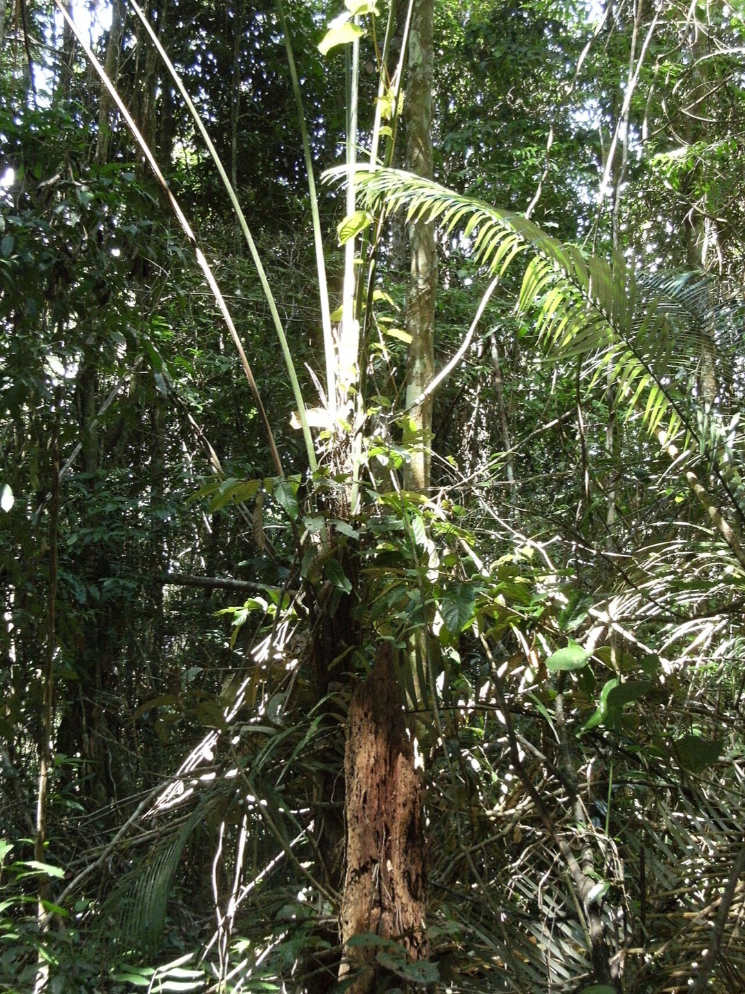 Rainforest at Brownsberg in Suriname