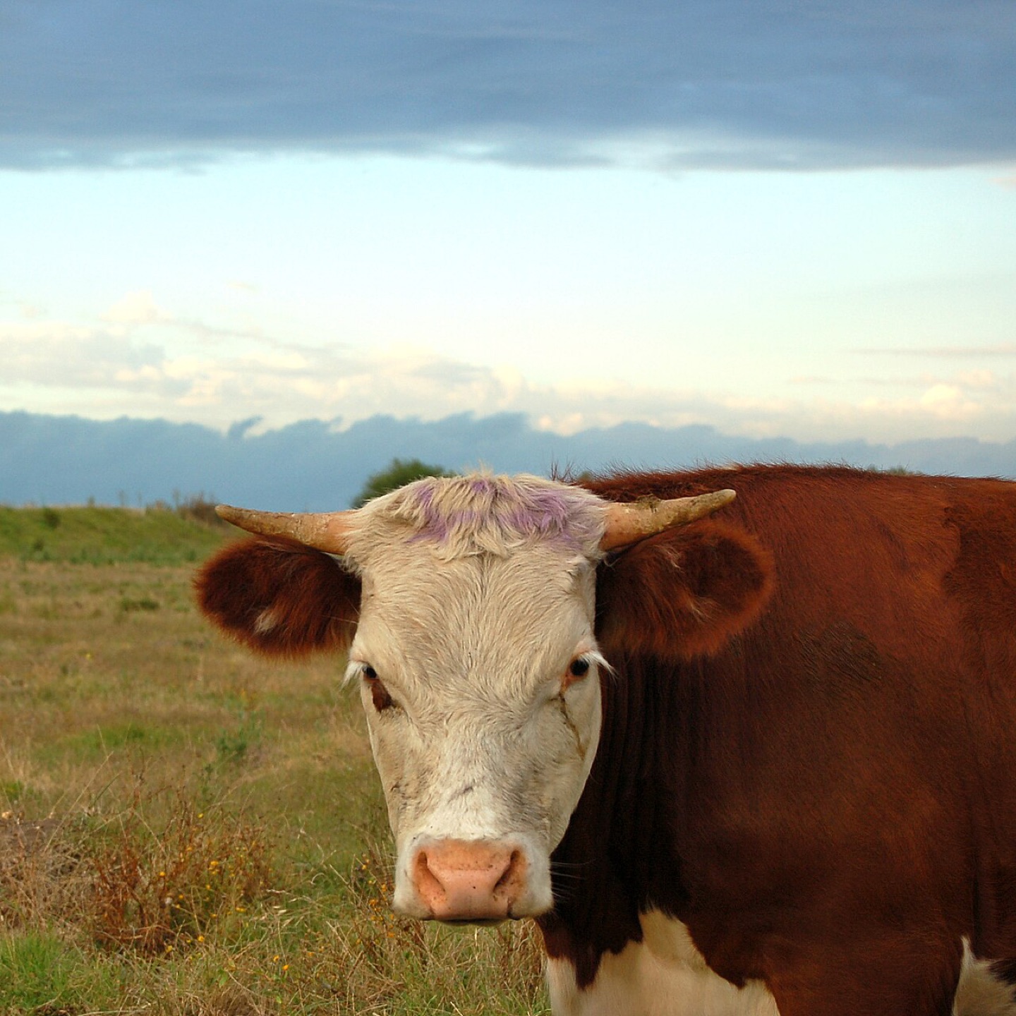 Hereford cattle on a farm in Uruguay