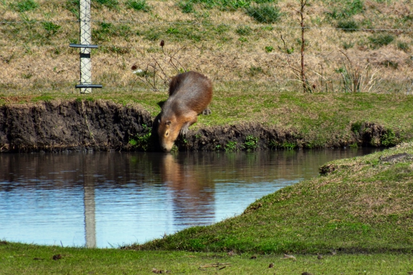 A capybara at the Rodolfo Talice reserve in Uruguay