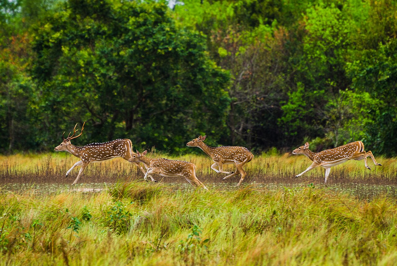 Spotted deer running beside the forest in Bangladesh’s Sundarbans West Wildlife Sanctuary