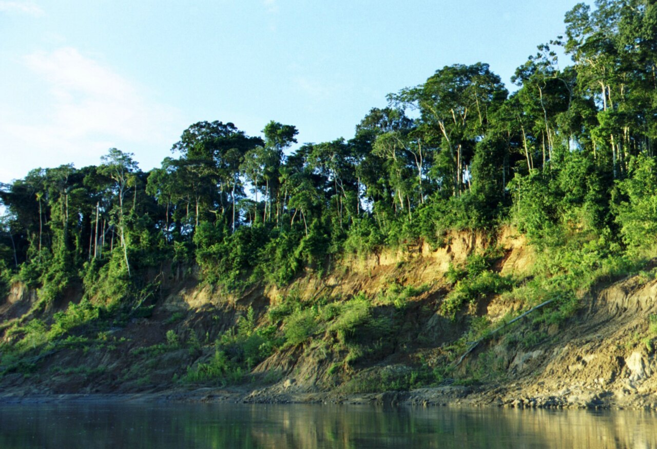 The forested banks of the Manu River in the Peruvian Amazon