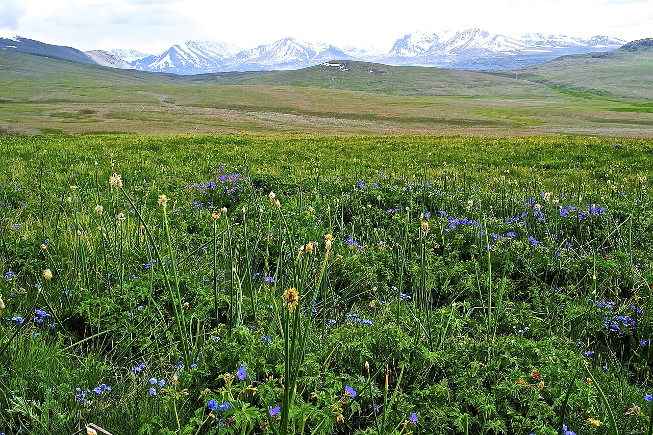 Wildflowers and open grassland below snowy mountains on the Deosai plateau in Pakistan-administered Gilgit-Baltistan