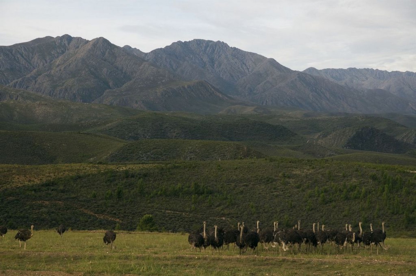 An ostrich farm near Oudtshoorn in the Western Cape