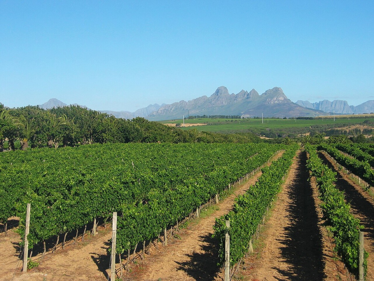 Vineyards on the Meerlust estate near Stellenbosch, South Africa