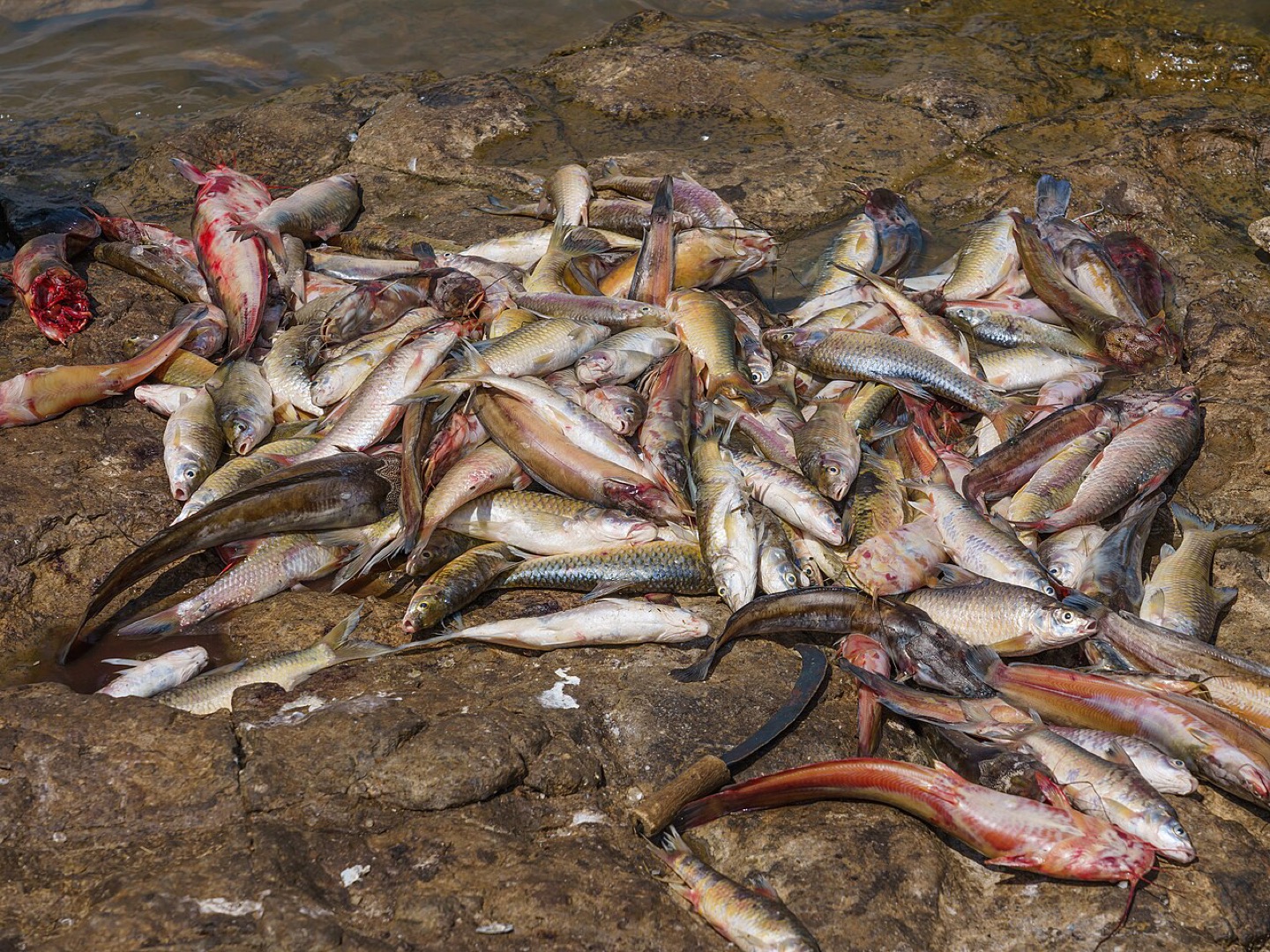 Fish caught in Lake Tana at Gorgora, Ethiopia