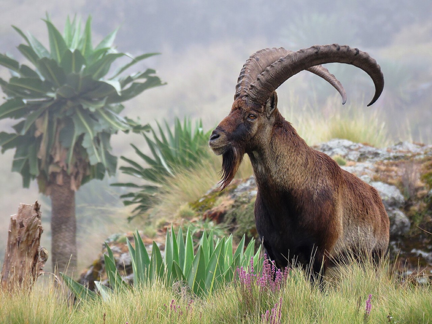 A Walia ibex in the mountains of northern Ethiopia