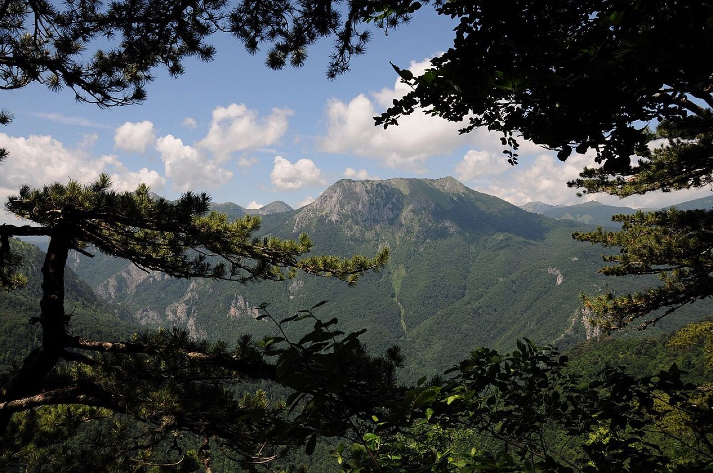 The forest of Perućica