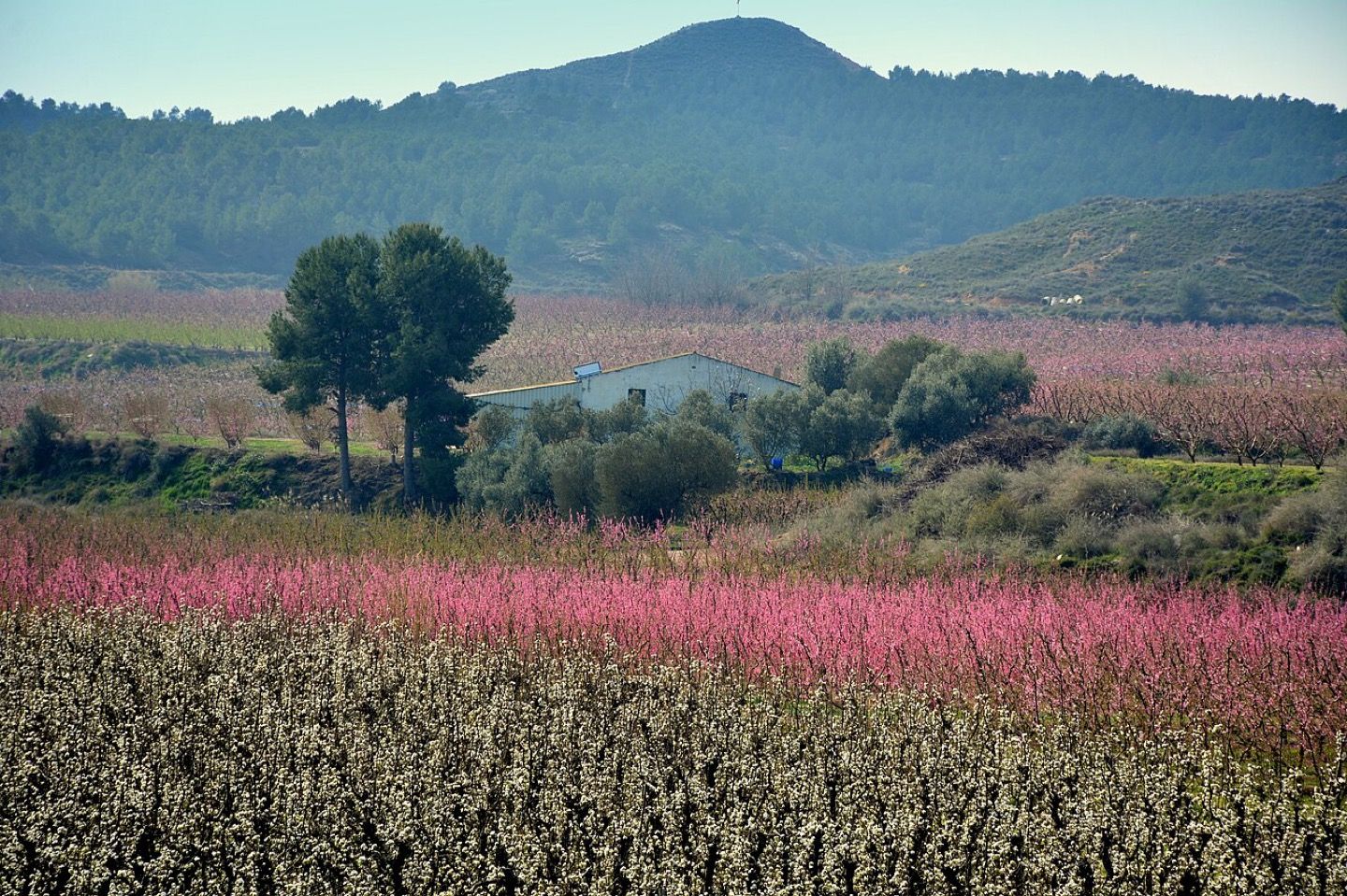 Peach trees in blossom at Aitona