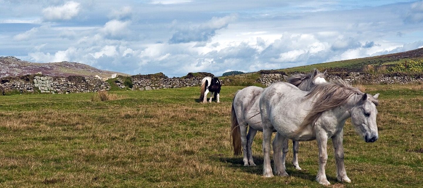 Bodmin Moor