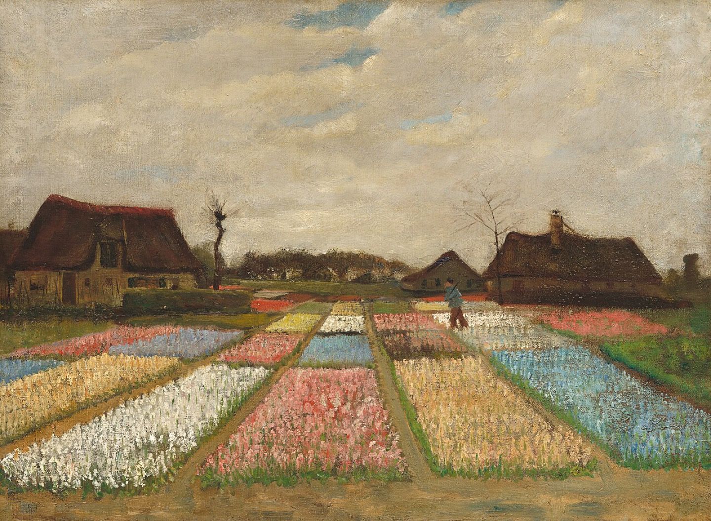 Colourful tulip fields