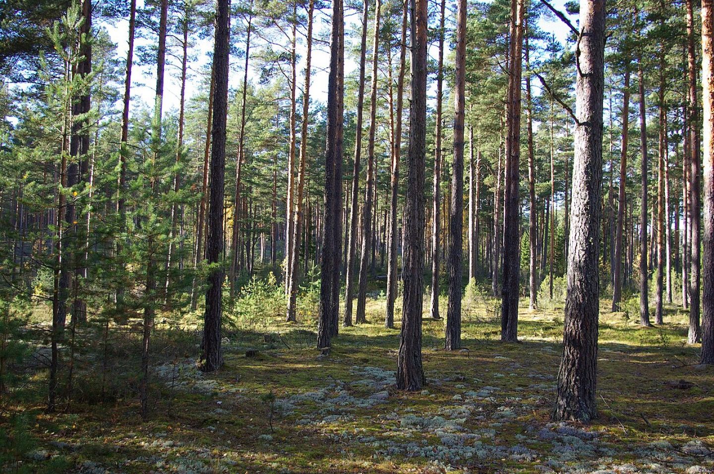 An Estonian forest in autumn