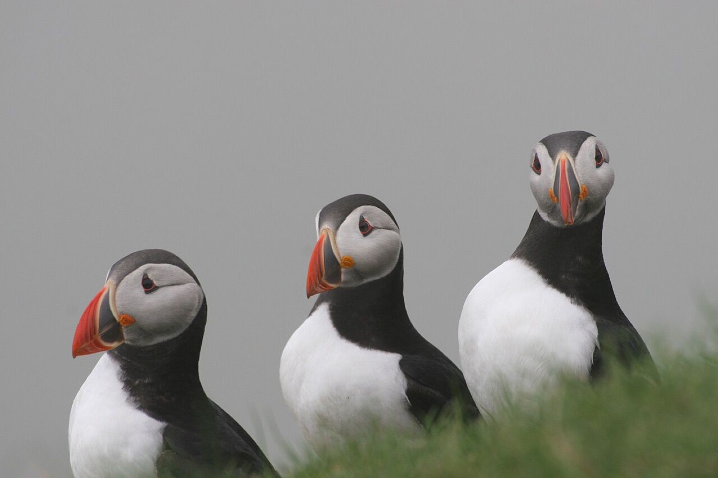 Puffins on Mykines