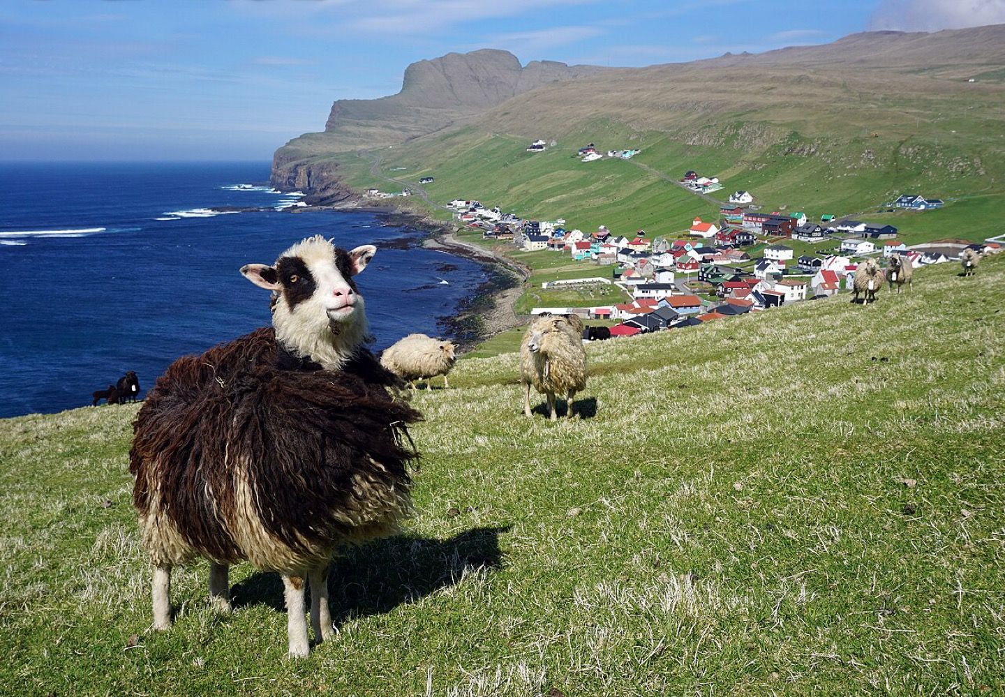 Sheep beside the village of Sumba