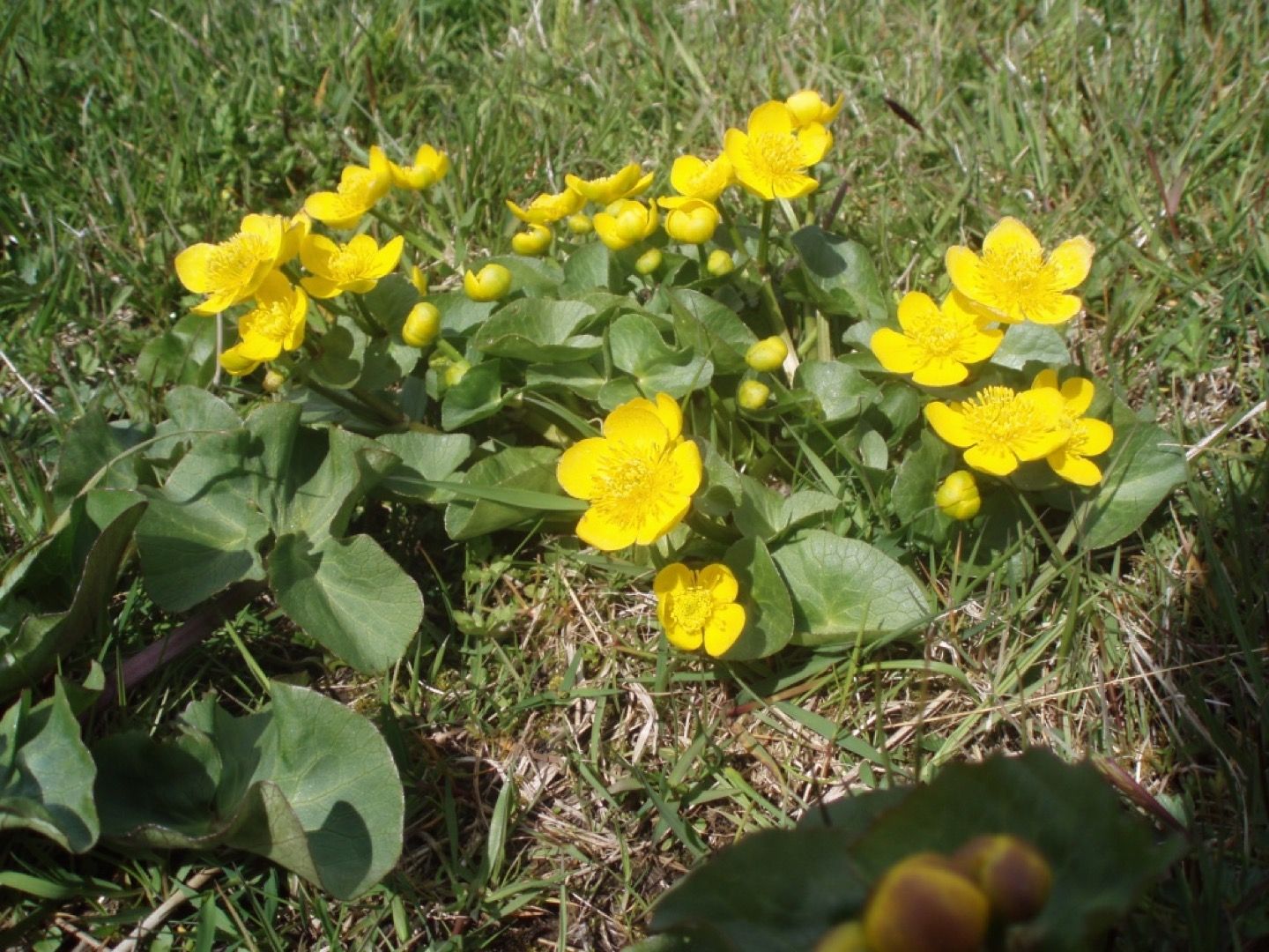 Marsh marigolds in the Faroe Islands