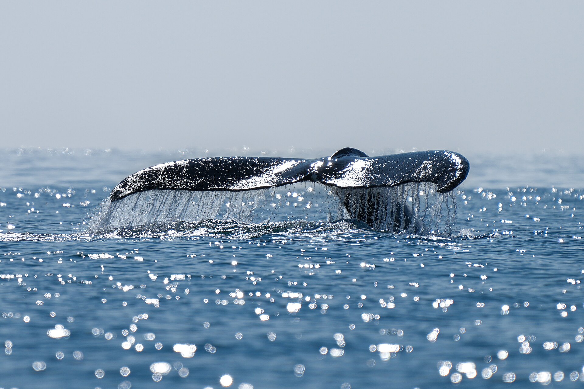 A humpback whale lifting its tail from the water in Disko Bay, Greenland