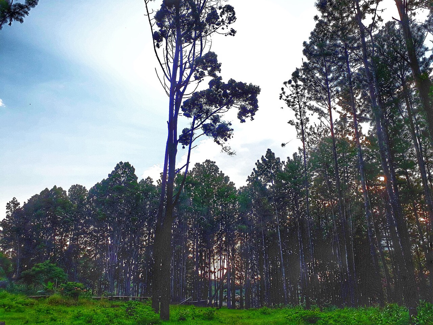The pine forest at Ngwo near Enugu, Nigeria