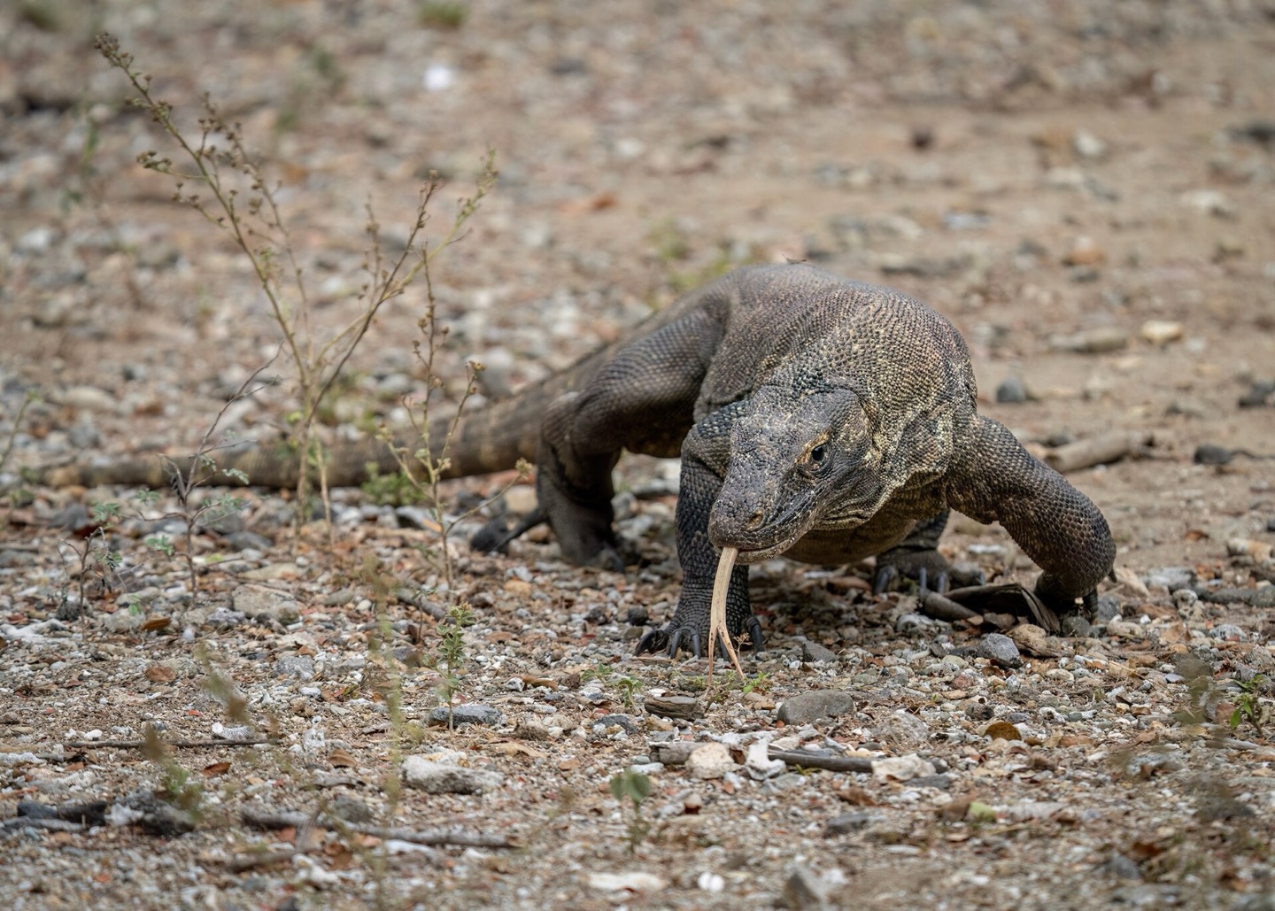 A Komodo dragon in East Nusa Tenggara, Indonesia