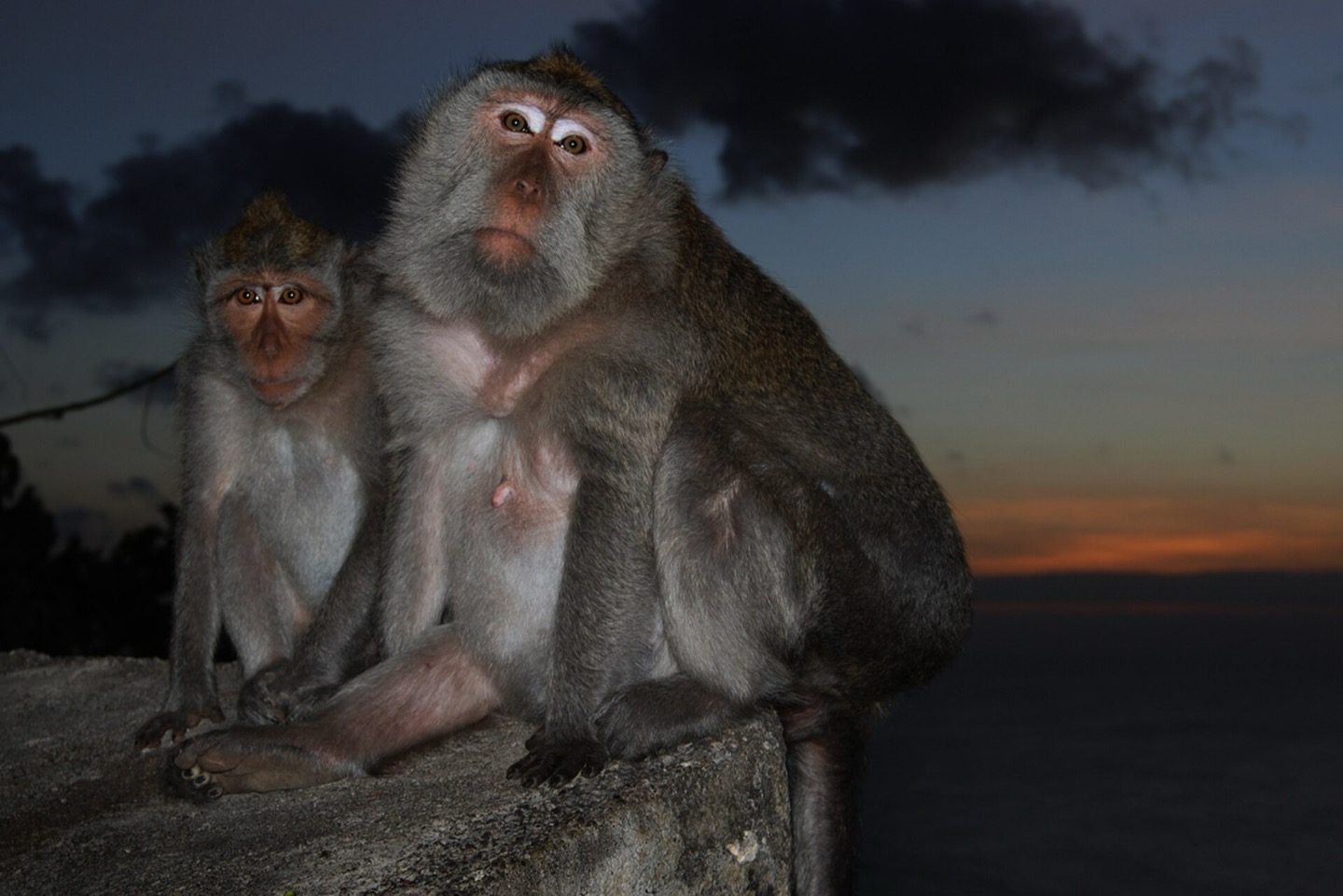 Monkeys at Uluwatu Temple in Bali, Indonesia