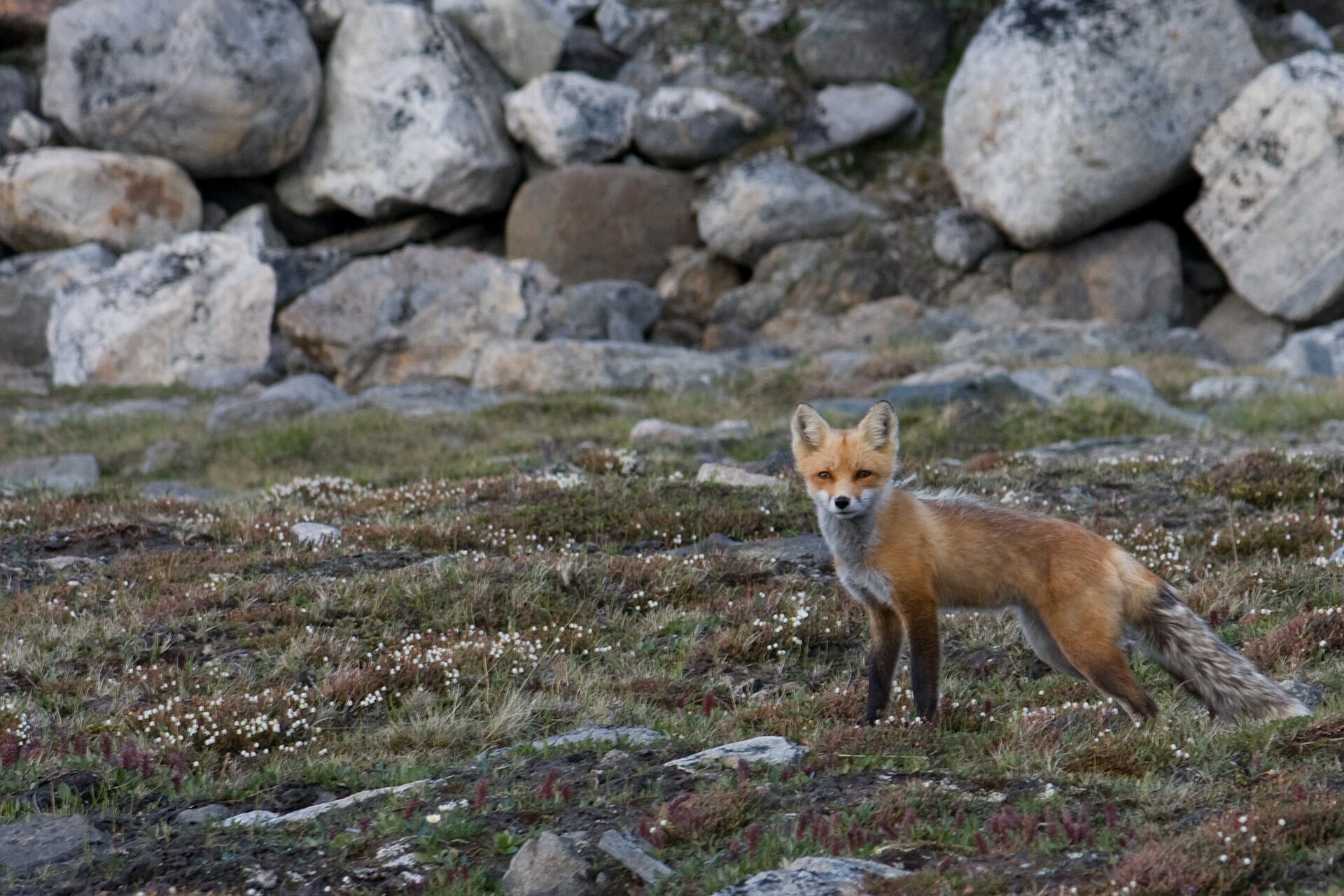 A fox on Baffin Island in Nunavut, Canada